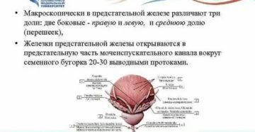 Простата формирование третьей доли что это такое
