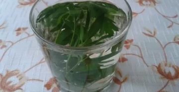 Как вызвать месячные в домашних условиях отваром петрушки Как вызвать месячные в домашних условиях отваром петрушки