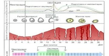 Чем увеличить количество месячных Чем увеличить количество месячных