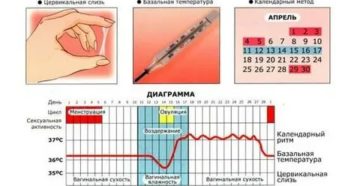Можно ли забеременеть без месячных и овуляции
