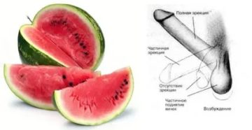 Как арбуз действует на потенцию