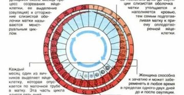 Можно ли забеременеть если нет месячных не было несколько месяцев