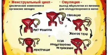 Как по научному называются месячные по научному Как по научному называются месячные по научному