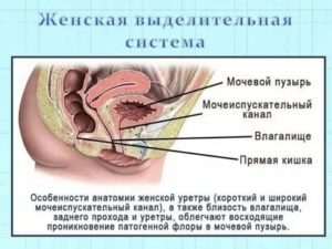 Можно ли заболеть циститом после анального секса