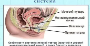 Можно ли заболеть циститом после анального секса