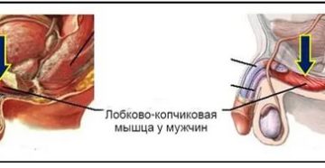 Лобково-копчиковая мышца при простатите