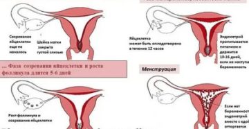 Почему при месячных возбуждение происходит быстро