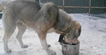 Чем кормить месячных щенят алабая Чем кормить месячных щенят алабая