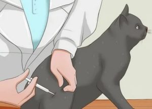 Куда колоть ношпу коту при цистите