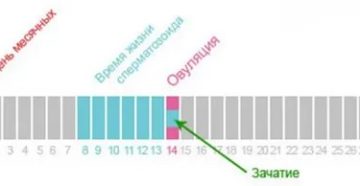 Могут ли пойти месячные через несколько дней после зачатия