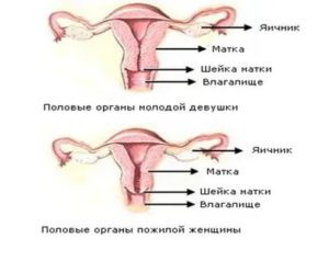 Шейка матки положение при климаксе