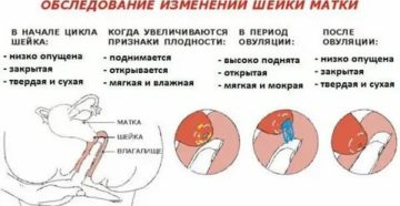 Какого размера должна быть матка после месячных