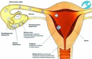 Можно ли заниматься интимной жизнью перед месячными