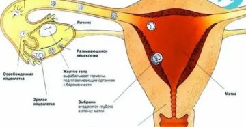 Можно ли заниматься интимной жизнью перед месячными