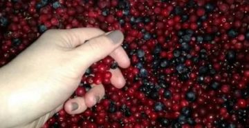Можно ли пить бруснику во время месячных