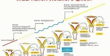 Почему между месячными маленький период времени