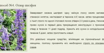 Что будет если пить шалфей во время месячных