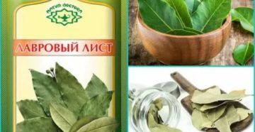 Как заваривать лавровый лист для вызова месячных Как заваривать лавровый лист для вызова месячных