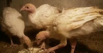 Почему месячные индюшата плохо едят Почему месячные индюшата плохо едят