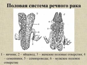 Органы половой системы у раков