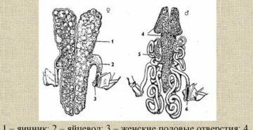 Органы половой системы у раков