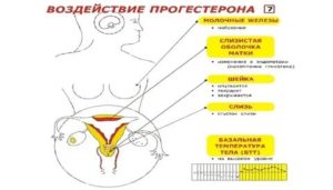 Почему грудь болит после овуляции и до месячных