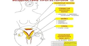 Почему грудь болит после овуляции и до месячных Почему грудь болит после овуляции и до месячных