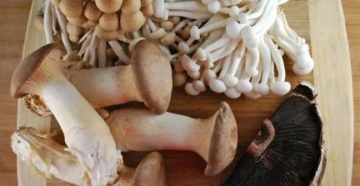 Лечение рака простаты грибами шиитаке
