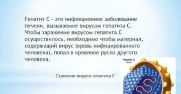 Сколько живут на воздухе вирусы вич и гепатита