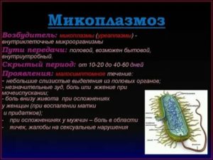 Что такое микоплазмоз его разновидности