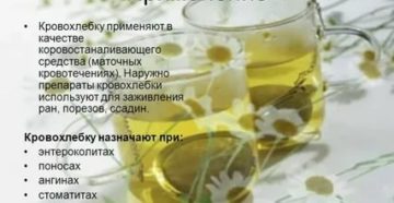 Можно ли пить кровохлебку при месячных