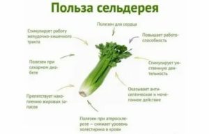 Помогает ли сельдерей при простатите