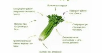 Помогает ли сельдерей при простатите