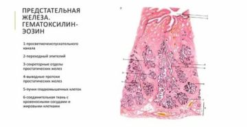 Препарат по гистологии предстательная железа