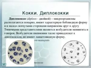 Простата диплококки внеклеточно что это такое