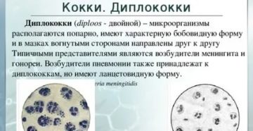 Простата диплококки внеклеточно что это такое