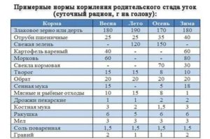 Сколько раз в день нужно кормить индоуток месячных