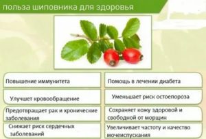 Шиповник при раке простаты польза и вред
