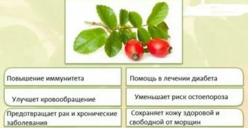 Шиповник при раке простаты польза и вред