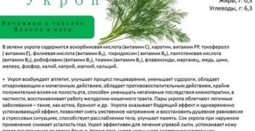 Можно ли есть укроп при месячных