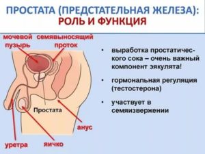 Предстательная железа у мужчин увеличена в два раза что это значит