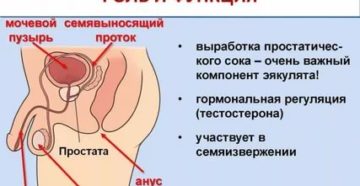 Предстательная железа у мужчин увеличена в два раза что это значит