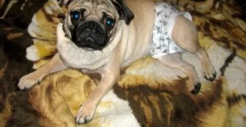 Сколько дней месячные у мопсов Сколько дней месячные у мопсов