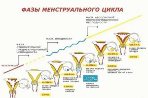 Почему могут прекратиться месячные на середине цикла