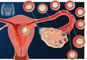 Куда девается неоплодотворенная яйцеклетка если нет месячных