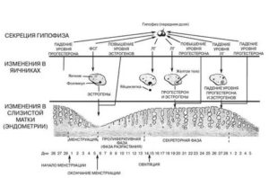 Что такое менструальный цикл схема