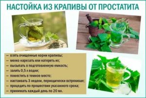 Можно ли пить отвар крапивы при цистите