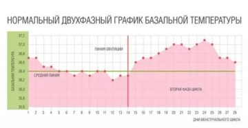 Как меняется температура тела в менструальном цикле