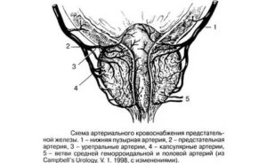 Основные источники кровоснабжения предстательной железы