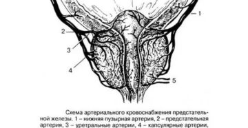 Основные источники кровоснабжения предстательной железы